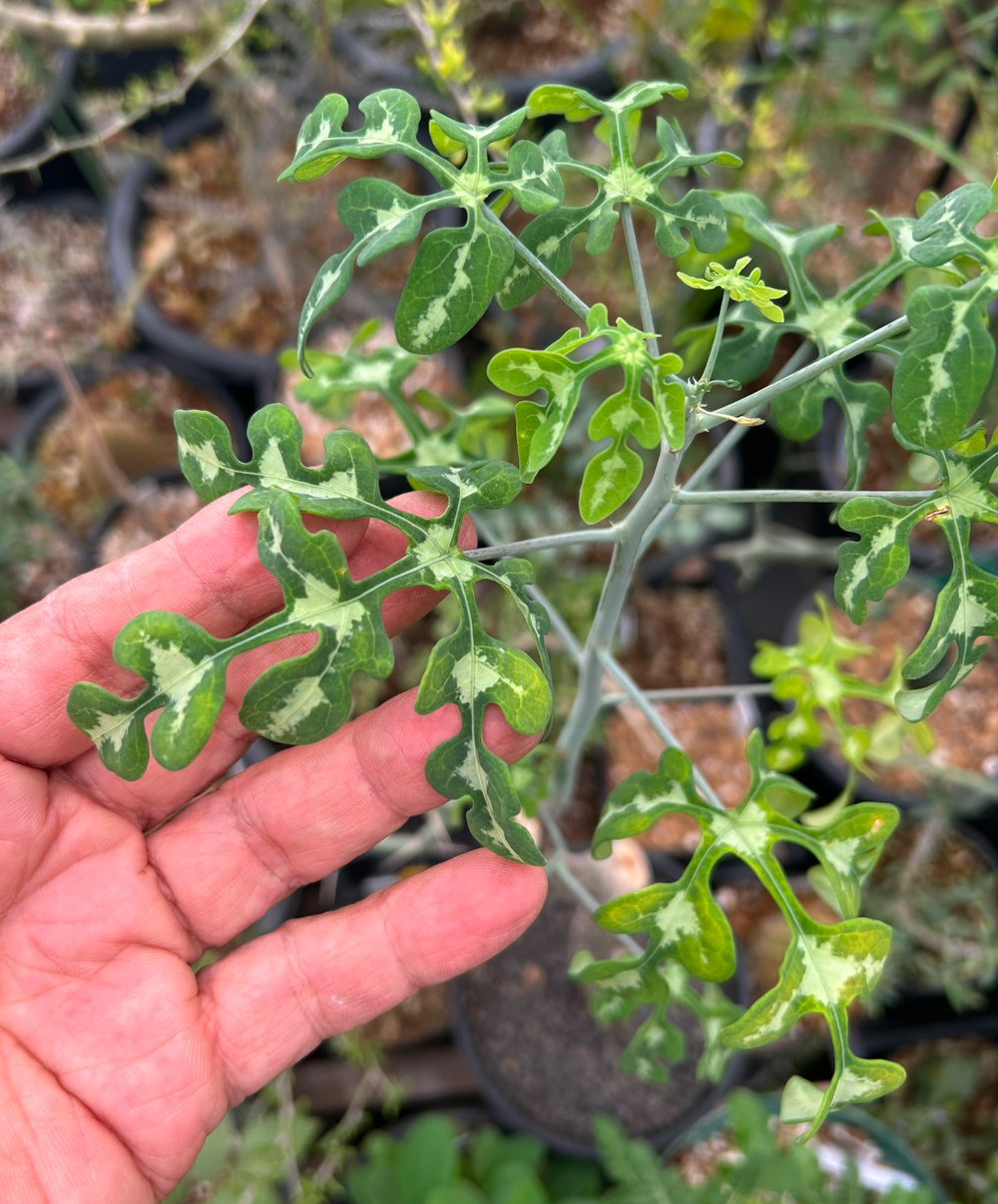 アデニア　ペリエリ　マダガスカル アデニア・ペリエリ（Adenia perrieri）の育て方・栽培記録 – ゆるぷ