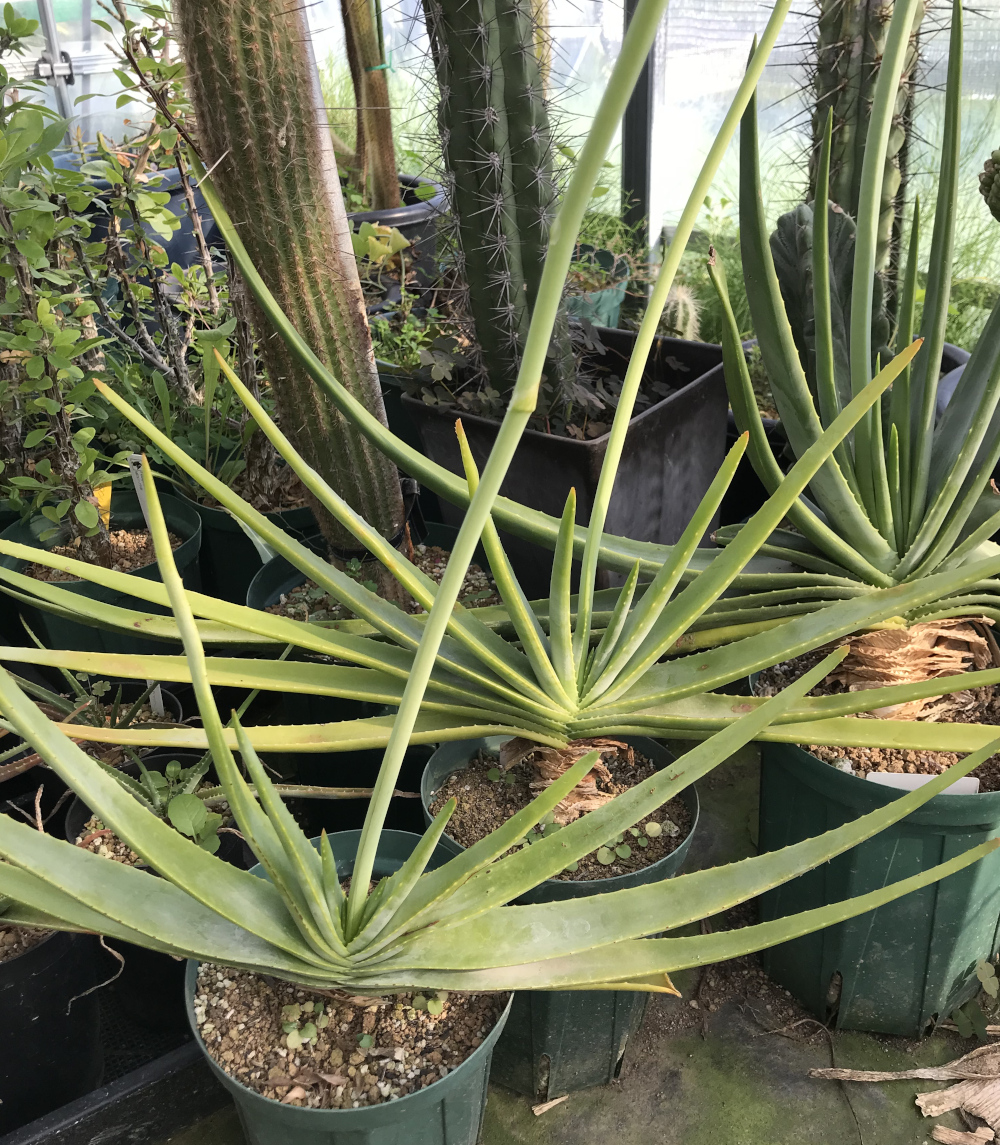 アロエ属（高地性）栽培種プロフィール、種類／マダガスカル分園