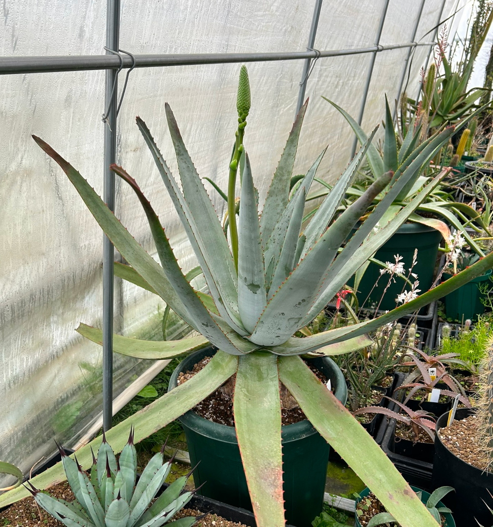 特選2 アロエ アンカラネンシス（実生苗） 特選2 アロエ アンカラネンシス（実生苗） - メルカリ