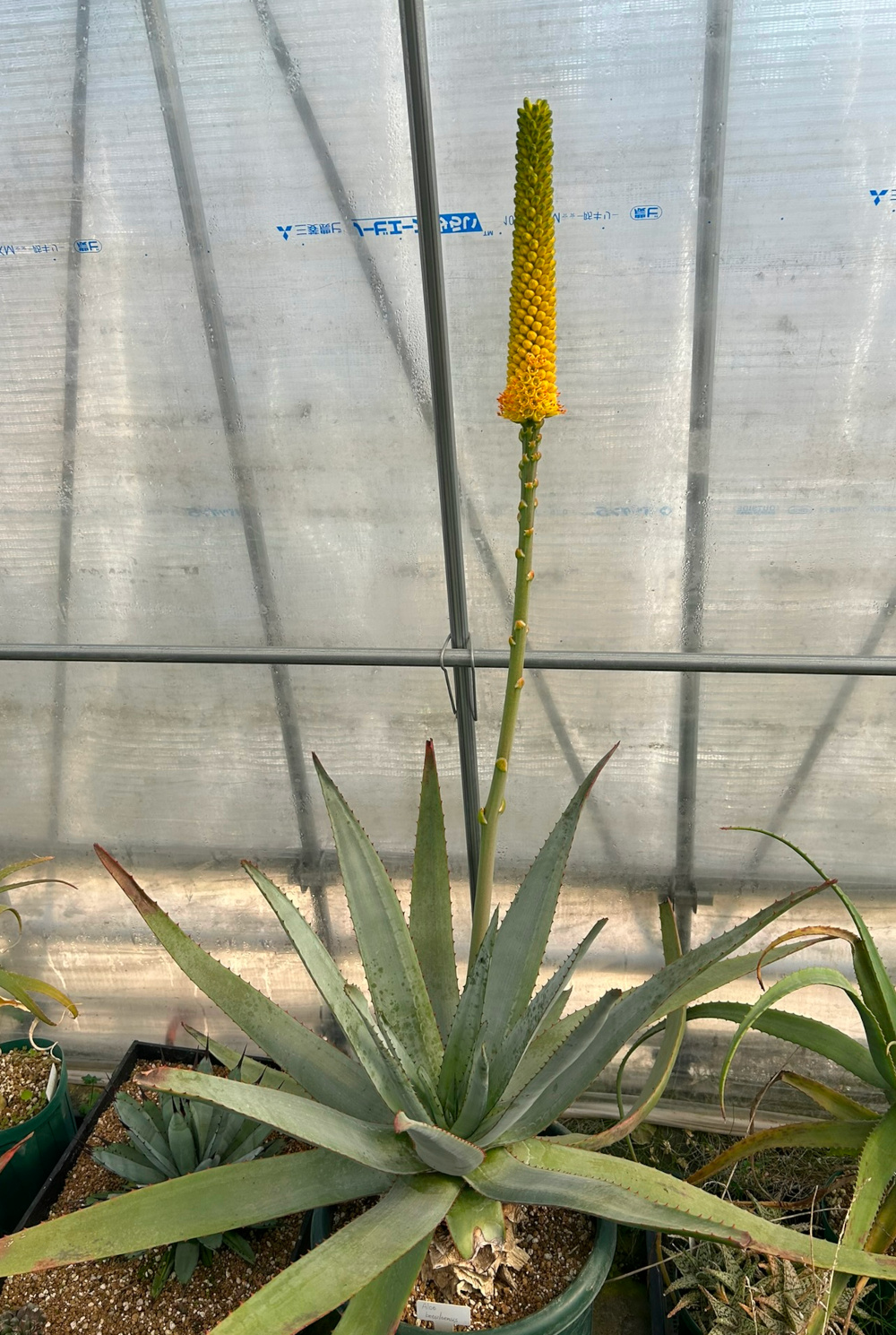 ● Aloe aff. schomeri ● アロエ aff.スコメリ　抜き苗発送　マダガスカル　多肉植物　サボテン