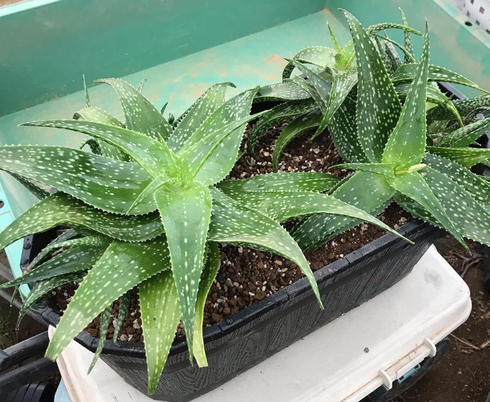 アロエ デリカティフォリア Aloe delicatifolia