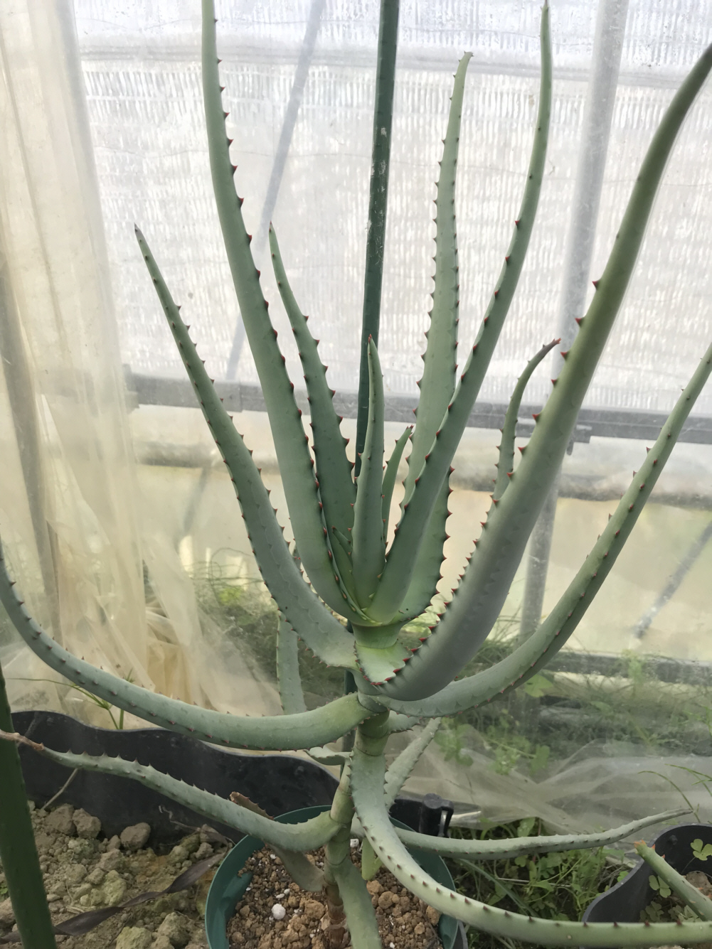 ● Aloe aff. schomeri ● アロエ aff.スコメリ　抜き苗発送　マダガスカル　多肉植物　サボテン