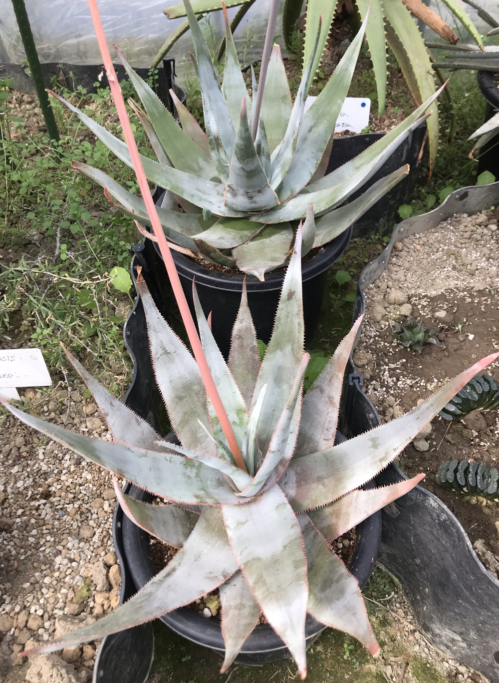 ● Aloe aff. schomeri ● アロエ aff.スコメリ　抜き苗発送　マダガスカル　多肉植物　サボテン