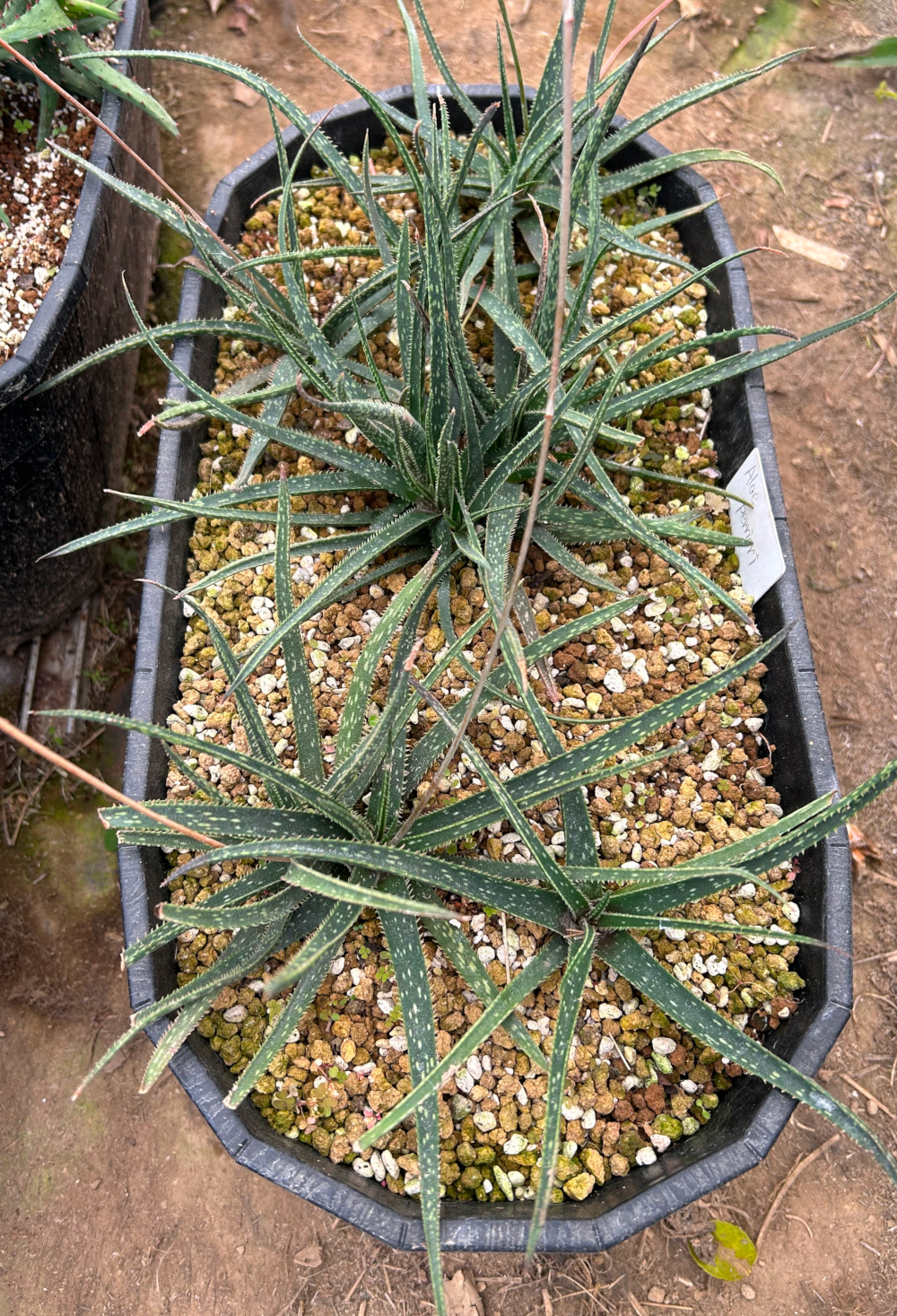 ● Aloe aff. schomeri ● アロエ aff.スコメリ　抜き苗発送　マダガスカル　多肉植物　サボテン