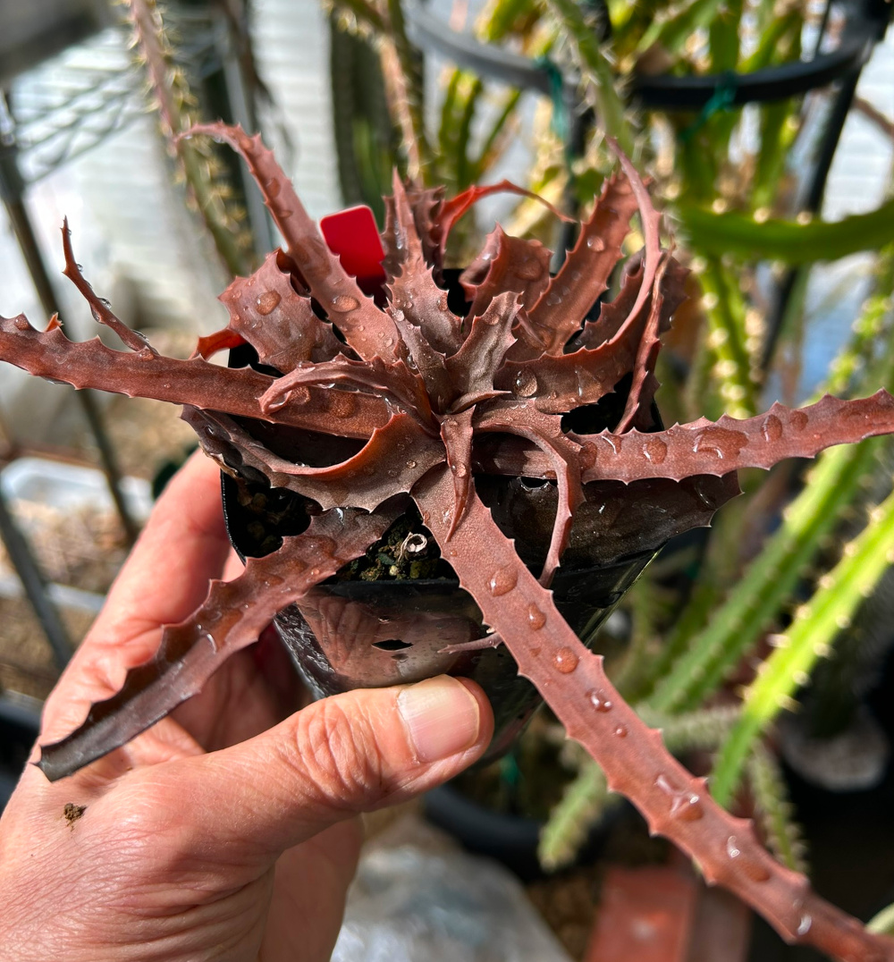 特選2 アロエ アンカラネンシス（実生苗） Yahoo!オークション - Aloe divaricata 実生選抜 アロエ ディバリカー