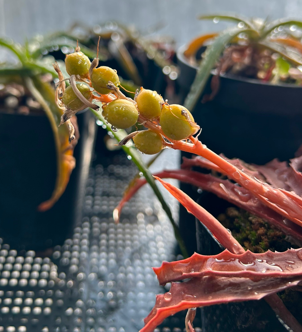 特選2 アロエ アンカラネンシス（実生苗） Yahoo!オークション - Aloe divaricata 実生選抜 アロエ ディバリカー