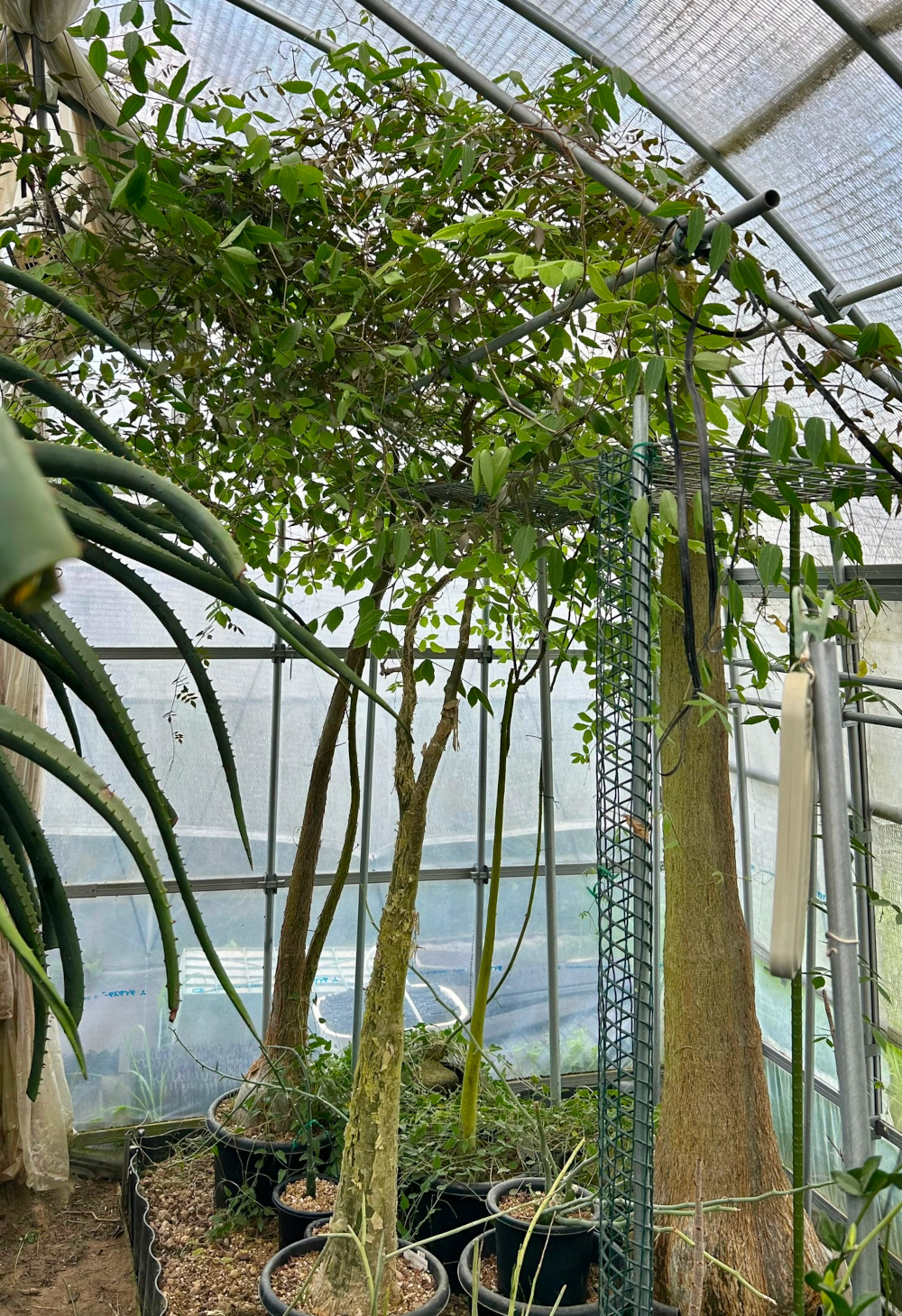 キフォステンマ エレファントプス