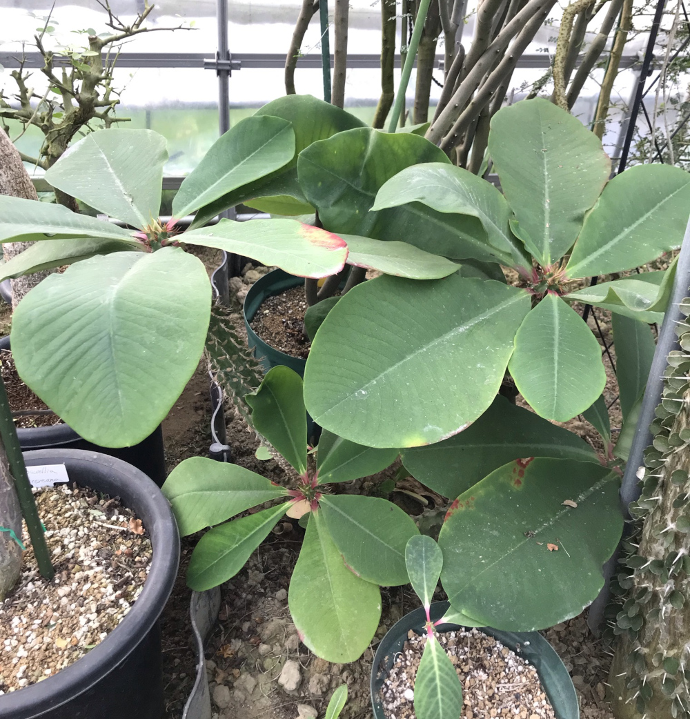 マダガスカル異端植物紀行 | 湯浅 浩史 |本 | 通販 | Amazon