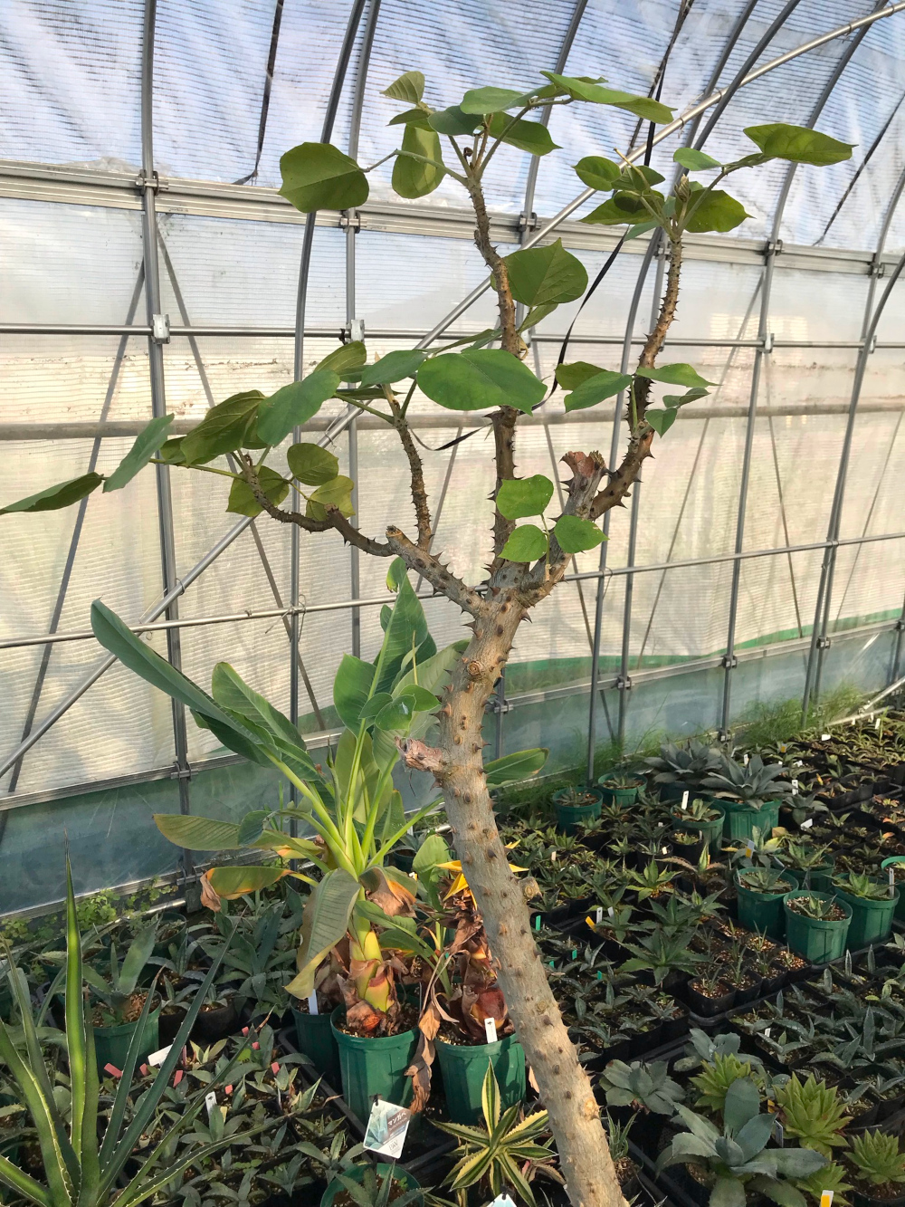 Erythrina vespertilio エリスリナ コーデックス 塊根植物