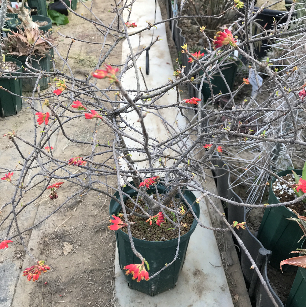 マダガスカル異端植物紀行 - メルカリ