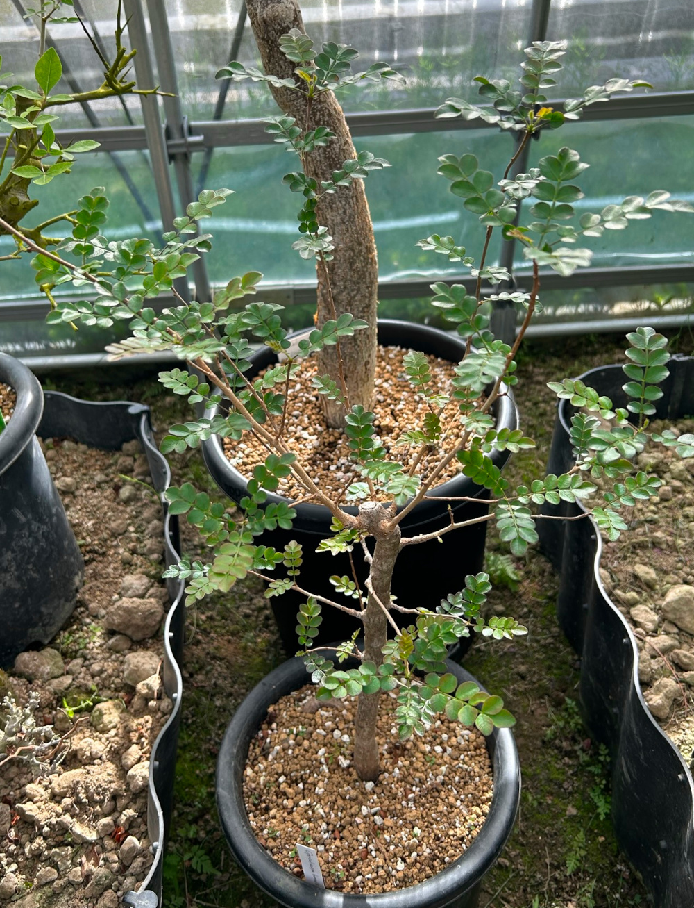 pachypodium decaryi パキポディウム デカリー 種子 10粒 No8 ひろい