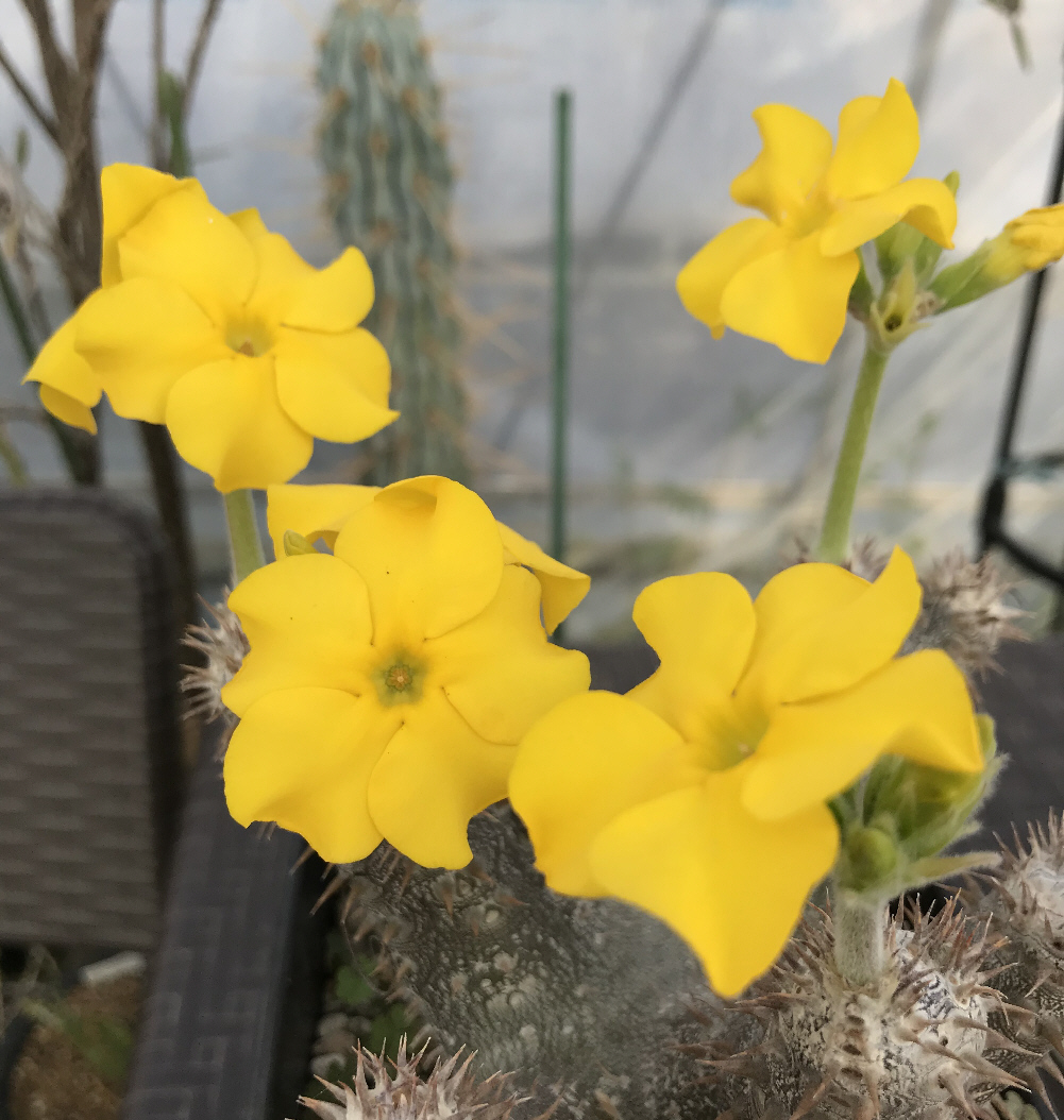 パキポディウム交配種（恵比寿大黒等）プロフィール、種類