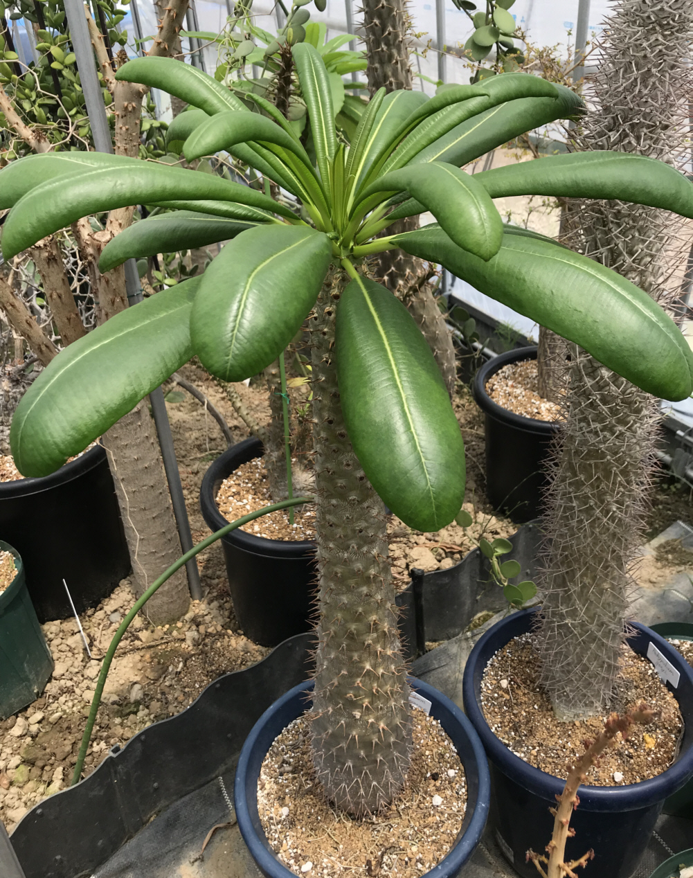 パキポディウム属パキポディウム亜属ウコポディウム節栽培種