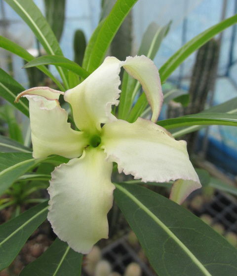 パキポディウム属パキポディウム亜属ウコポディウム節栽培種