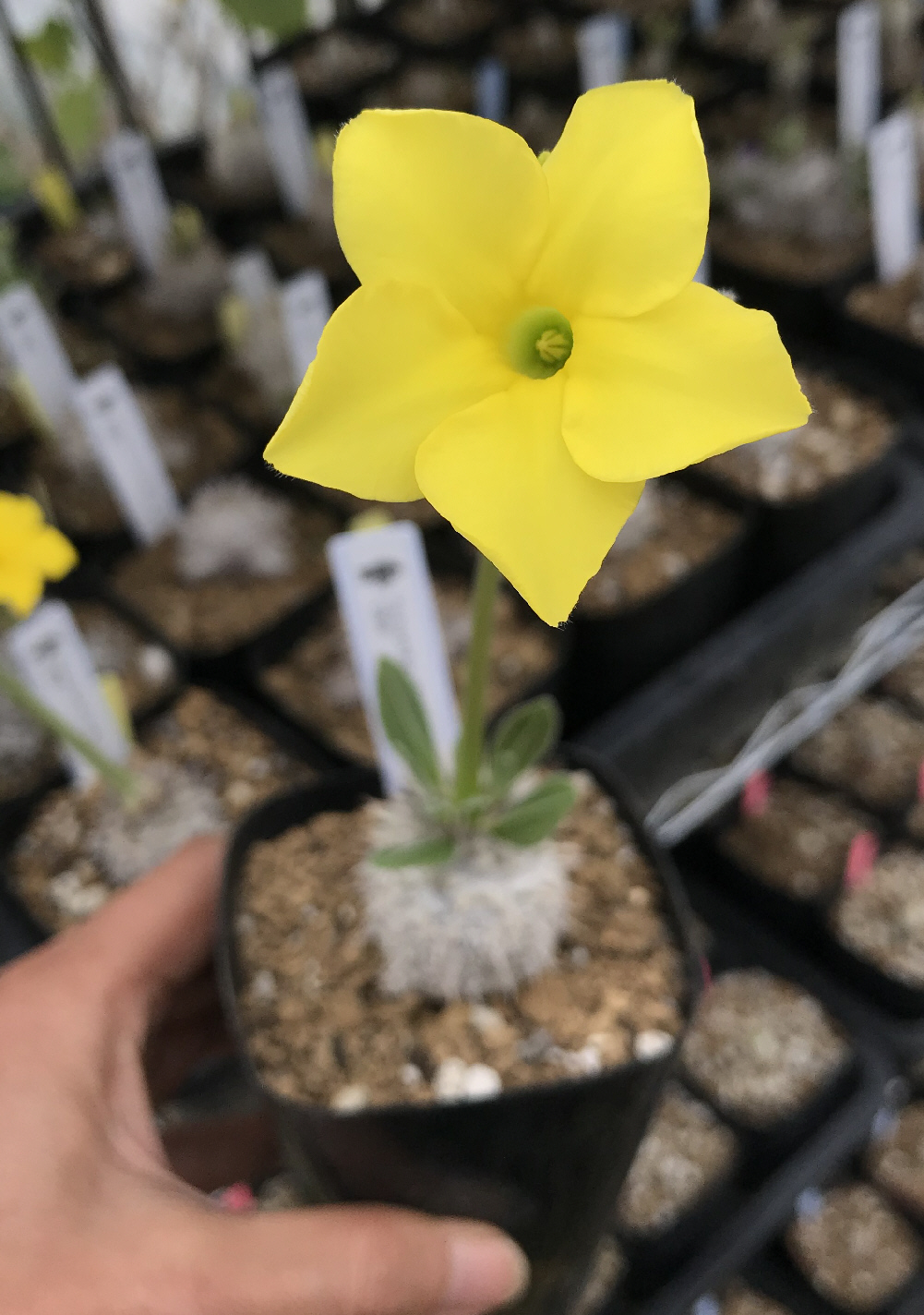 パキポディウム交配種（恵比寿大黒等）プロフィール、種類