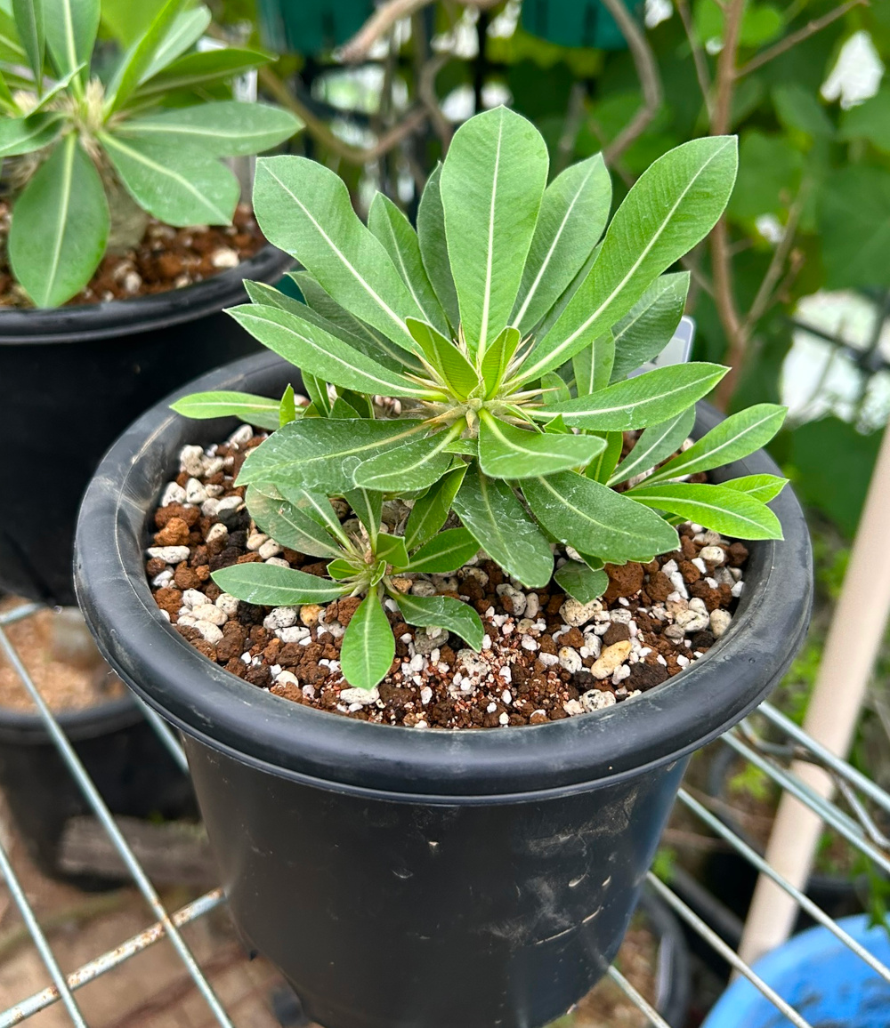 パキポディウム交配種（恵比寿大黒等）プロフィール、種類