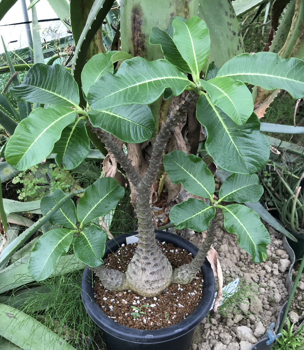 種子 20粒 パキポディウム ウィンゾリー windsorii【マダガスカル産】 種子 20粒 パキポディウム ウィンゾリー windsorii【マダガスカル産