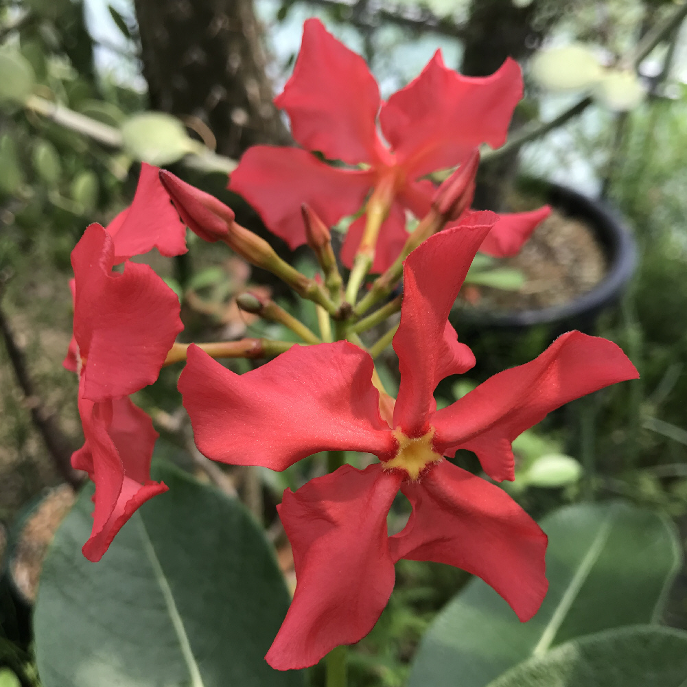 Amazon.co.jp: Pachypodiums in Madagascar 英語版カラー A