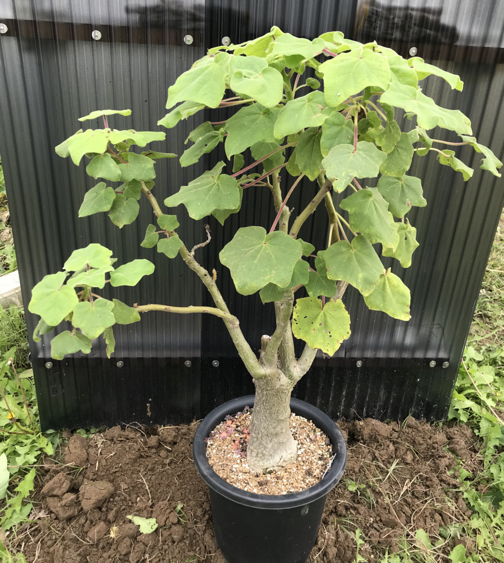 ウンカリナ属（ウンカリーナ属）栽培種プロフィール、種類