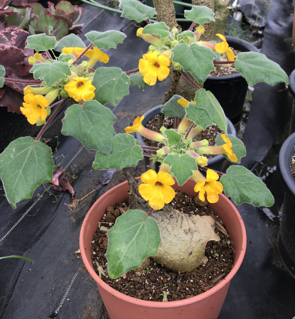 ウンカリーナ(ルーズリアナ？) uncarina (roeoesliana？) シャンプーの