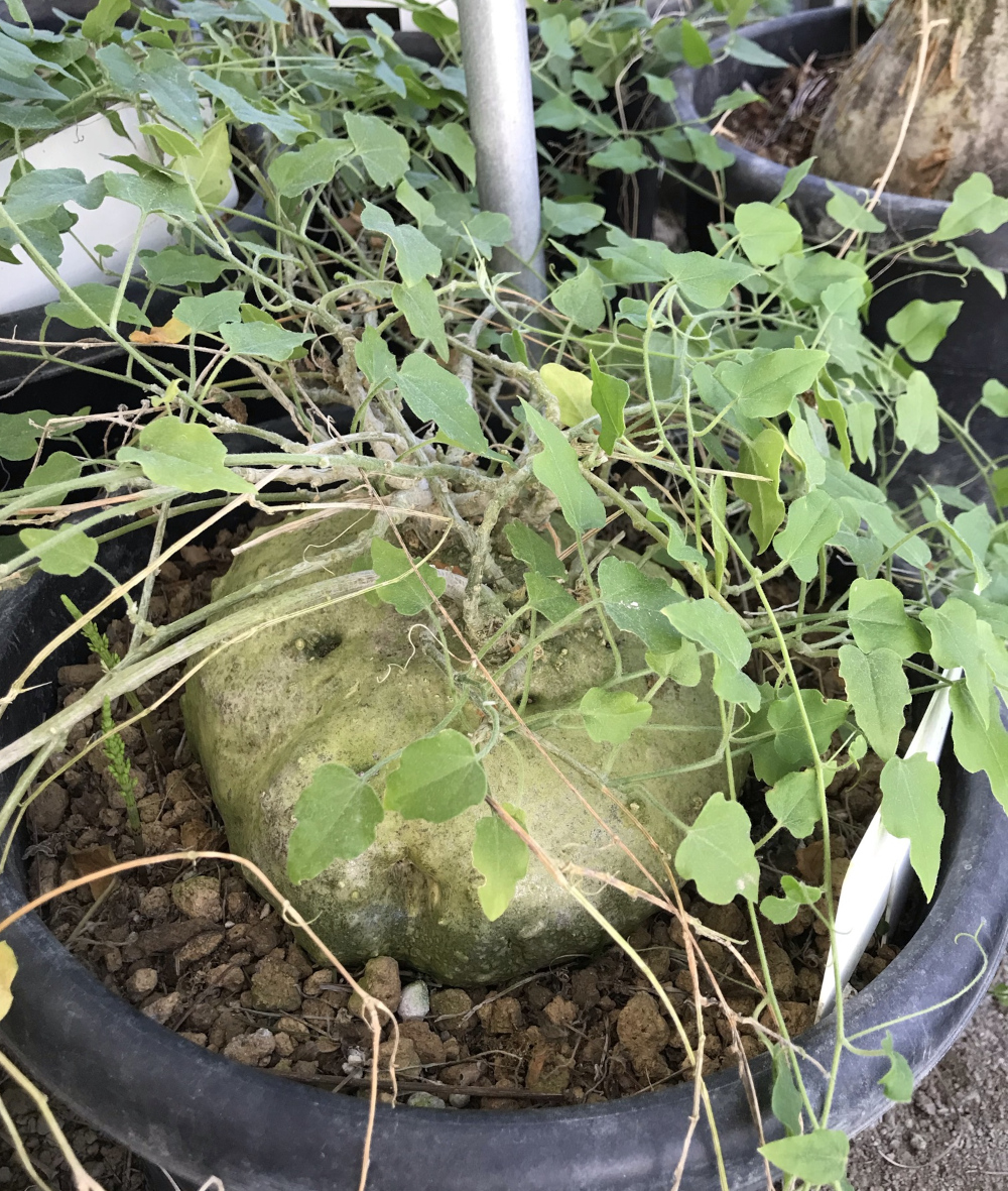 ジゴシキオス トリパルチタス Zygosicyos tripartitus isla del pescado - Zygosicyos tripartitus-ジゴシキオス・トリ