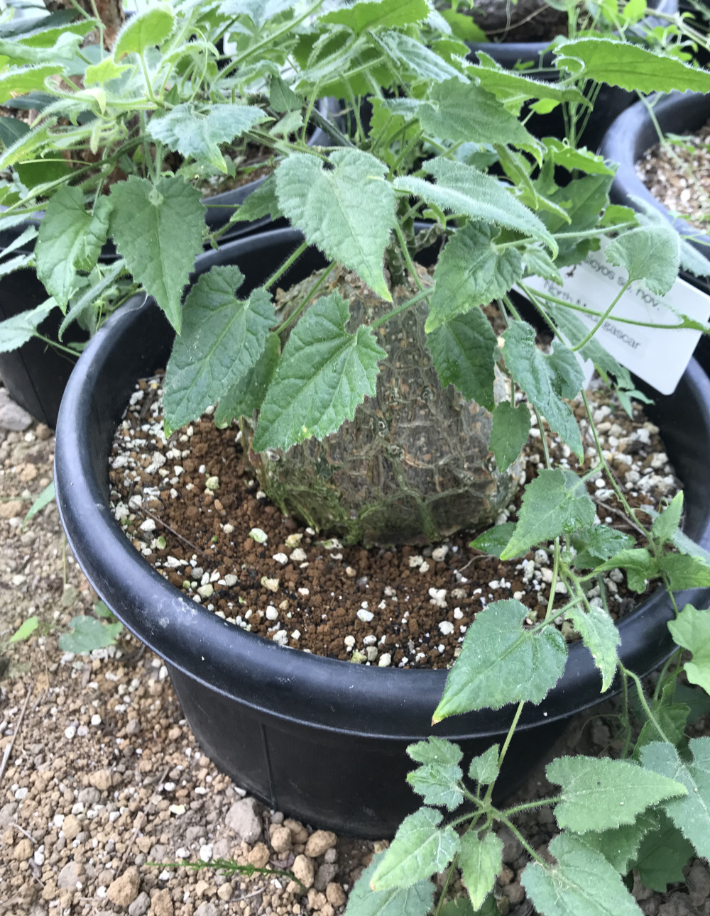 ジゴシキオス トリパルチタス ジゴシキオス トリパルチタス｜Yahoo!フリマ（旧PayPayフリマ）