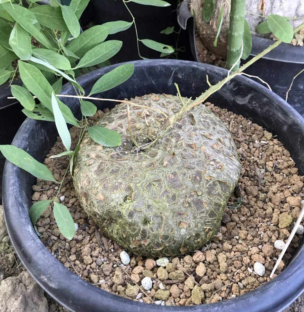 ジゴシキオス属栽培種プロフィール、種類／マダガスカル分園／ぱんさの