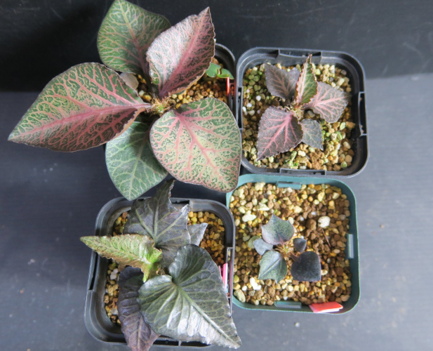 ユーフォルビア フランコイシー 実生株 赤葉 caudex コーデックス 塊根植物 ユーフォルビア・フランコイシーの実生、成長記録（2020年8月〜） \u2013 ゆるぷ