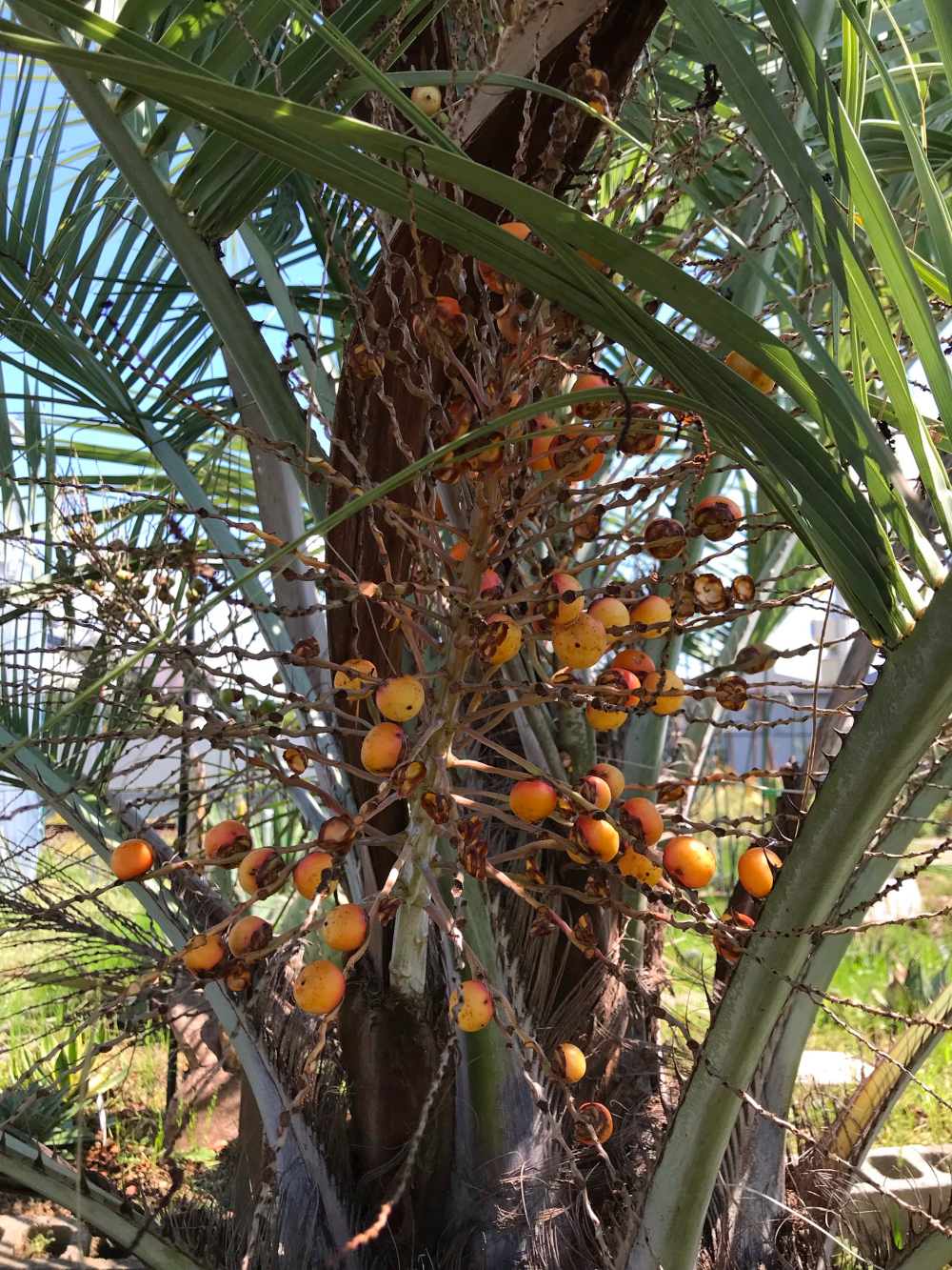 ココスヤシ Butia 'CocosYashi'/栽培(育て方)/その他植物 ココスヤシ Butia 'CocosYashi'/栽培(育て方)/その他植物
