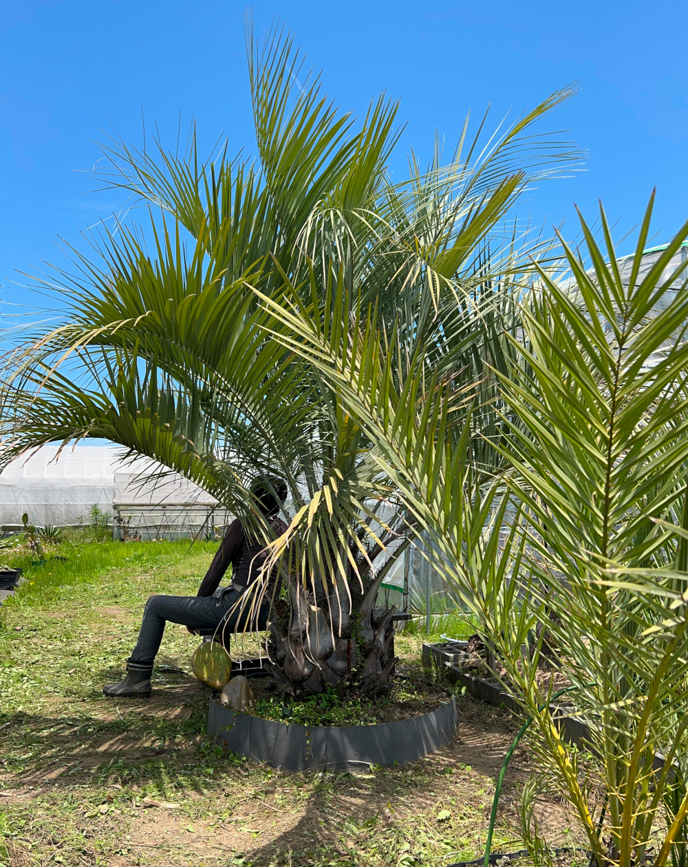 ココスヤシ Butia 'CocosYashi'/栽培(育て方)/その他植物 ココスヤシ Butia 'CocosYashi'/栽培(育て方)/その他植物