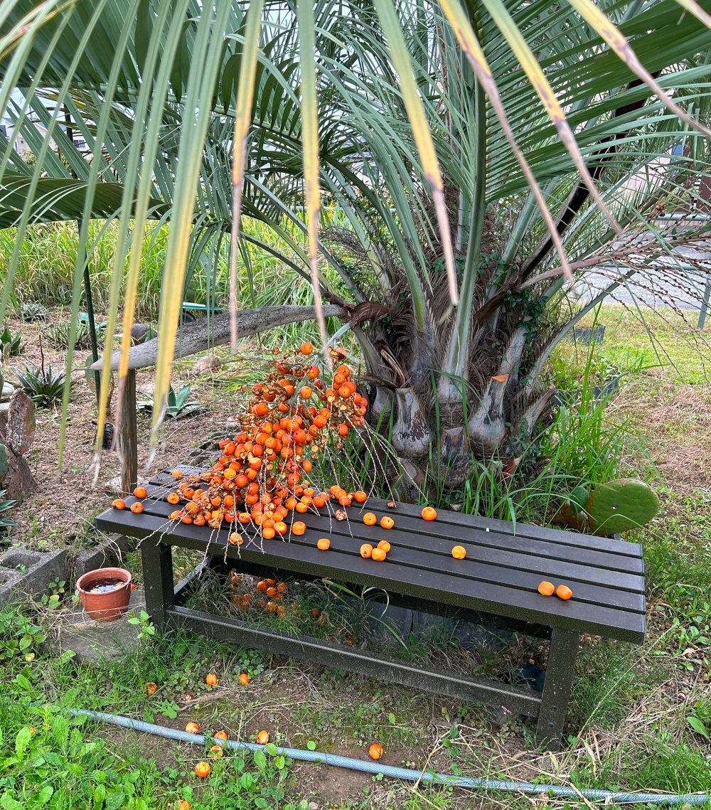 ココスヤシ Butia 'CocosYashi'/栽培(育て方)/その他植物 ココスヤシ Butia 'CocosYashi'/栽培(育て方)/その他植物