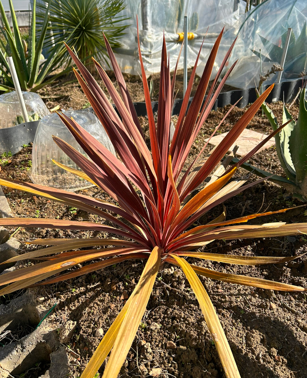 コルディリネオーストラリス (レッドスター) コルジリネ・オーストラリス・レッドスター 8号 - 植物と暮らす m-plant