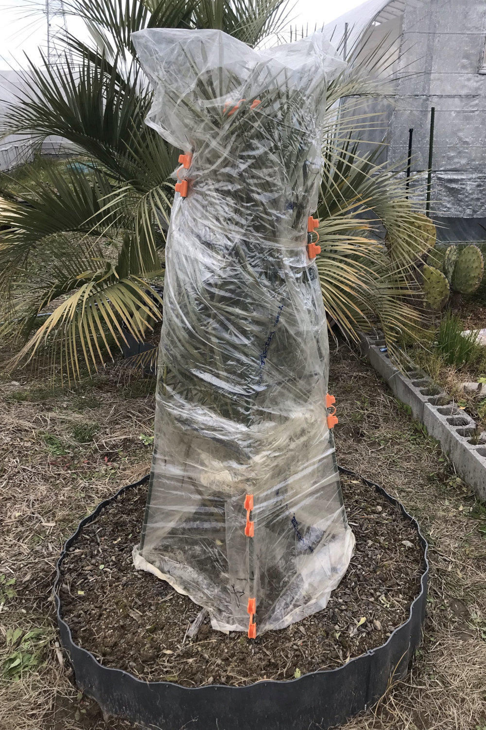 ナツメヤシ Phoenix dectylifera／その他植物／ぱんさのマイナー植物園