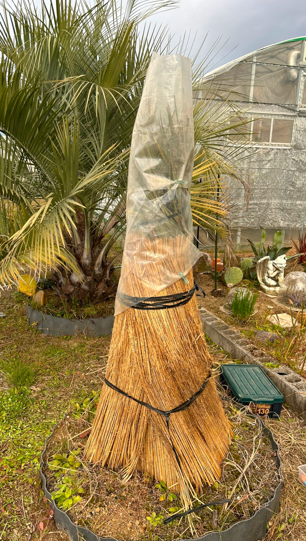 ナツメヤシ Phoenix dectylifera／その他植物／ぱんさのマイナー植物園
