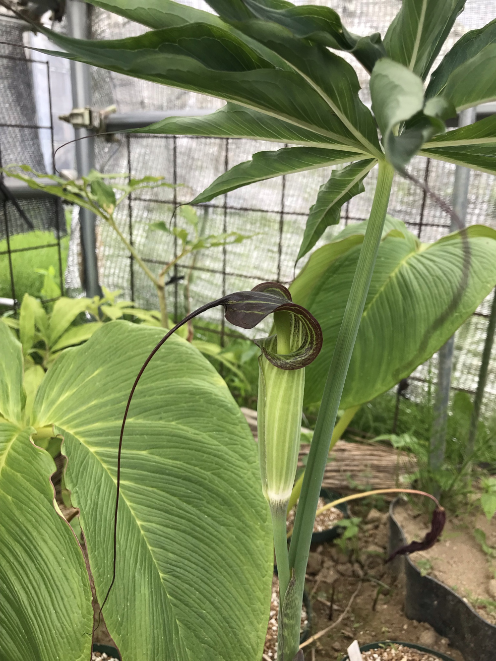 アリサエマ（テンナンショウ）属／テンナンショウ倶楽部／ぱんさの