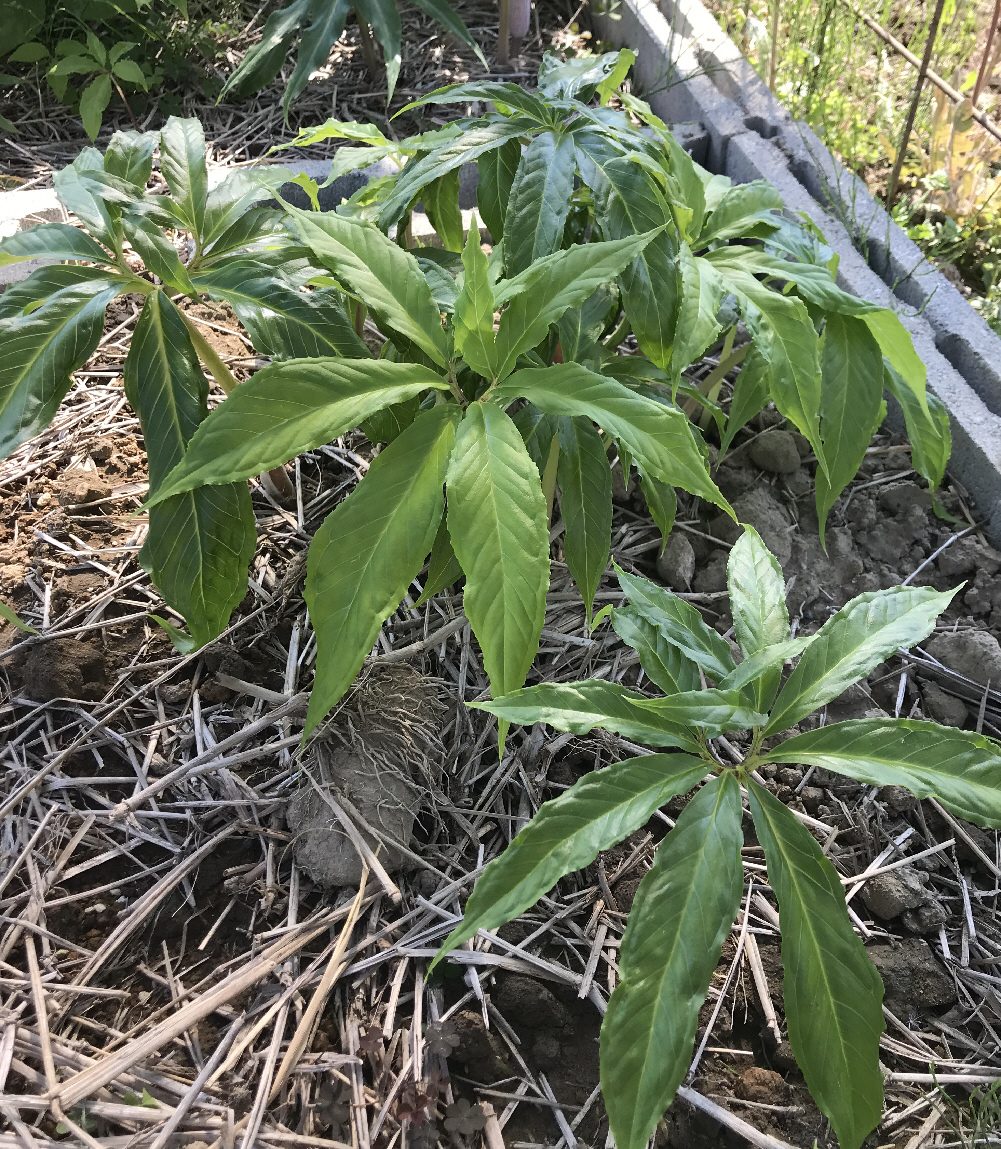 アリサエマ（テンナンショウ）属／テンナンショウ倶楽部／ぱんさの