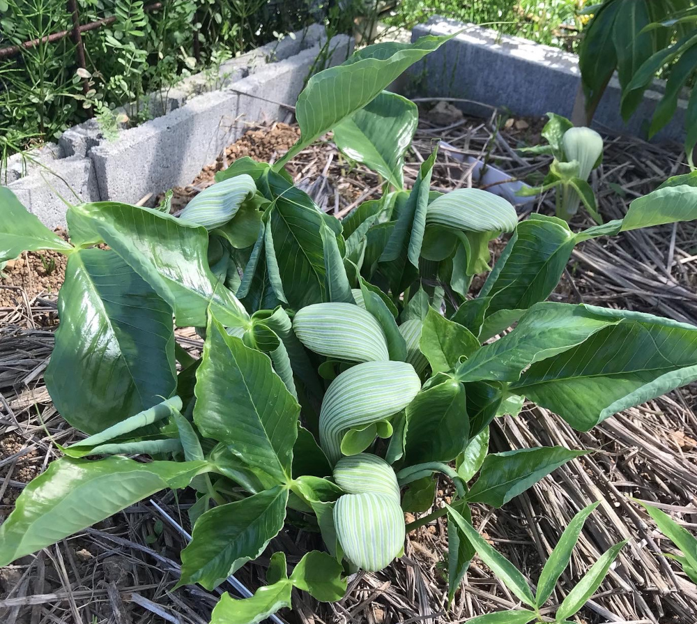 アリサエマ（テンナンショウ）属／テンナンショウ倶楽部／ぱんさの