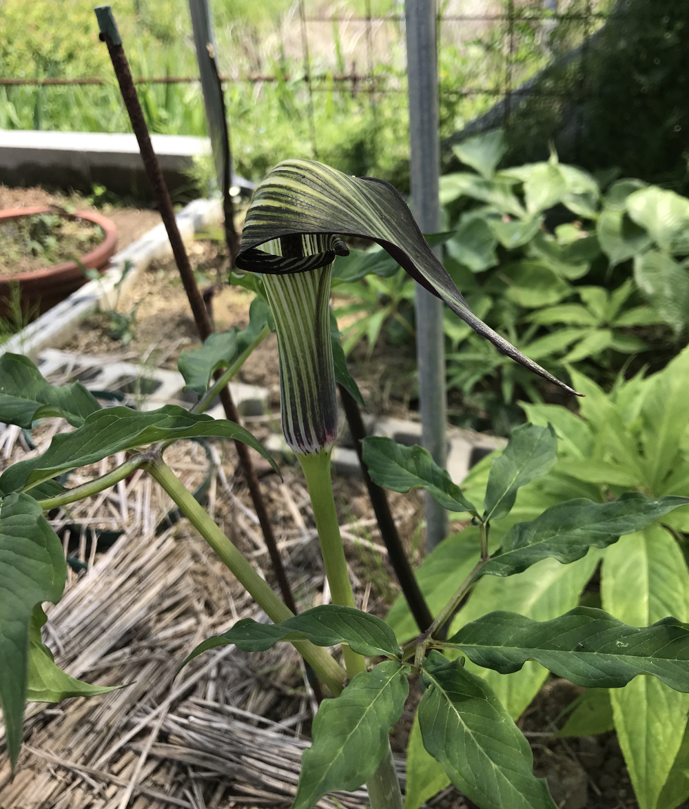 アリサエマ（テンナンショウ）属／テンナンショウ倶楽部／ぱんさの