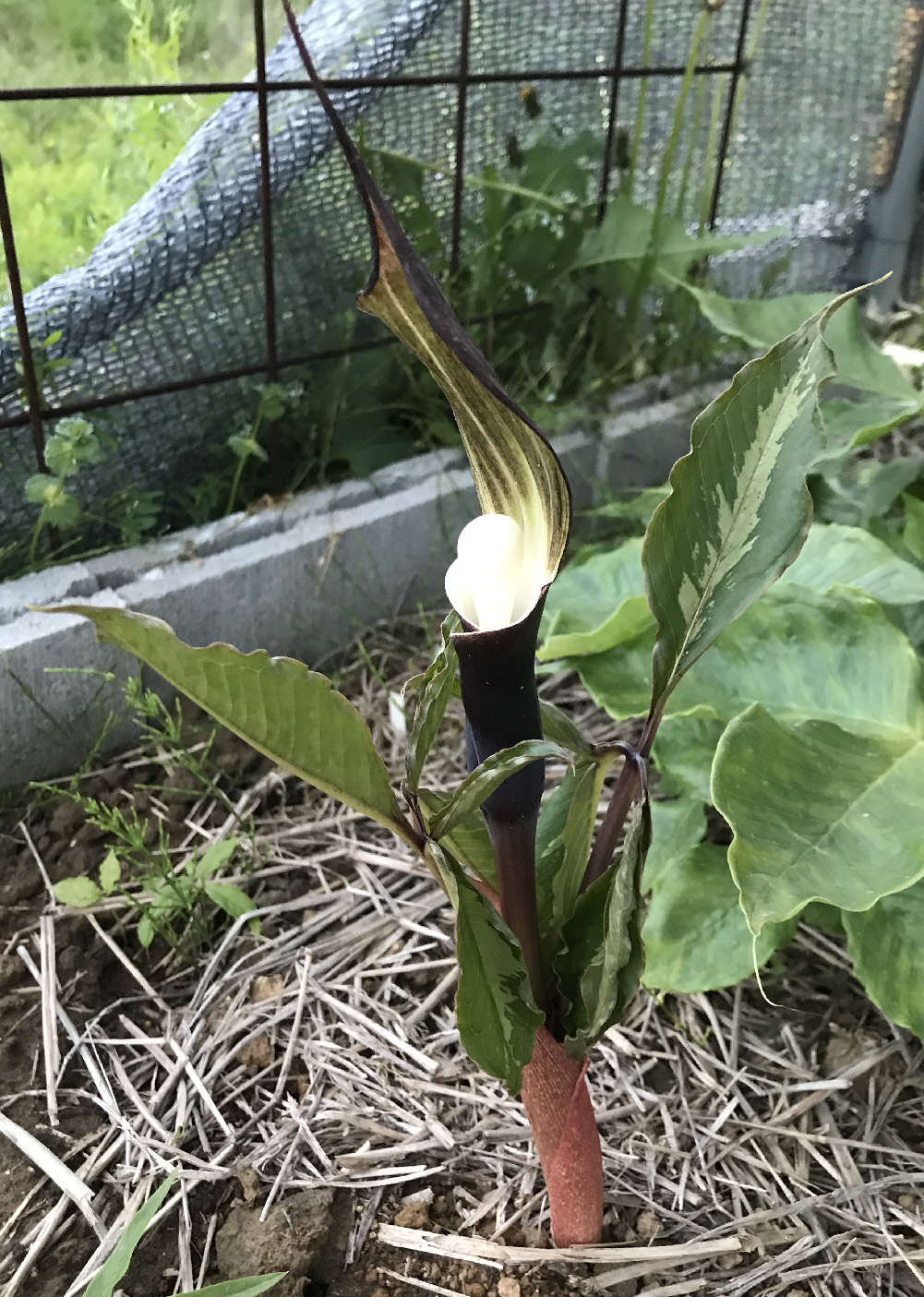 アリサエマ（テンナンショウ）属／テンナンショウ倶楽部／ぱんさの