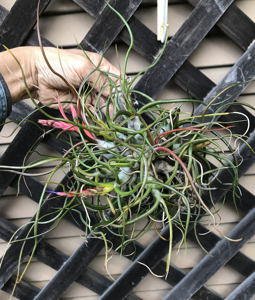 チランジア　3株セット　壺型 観葉植物 おしゃれ：チランジア エアープランツ*3種セット
