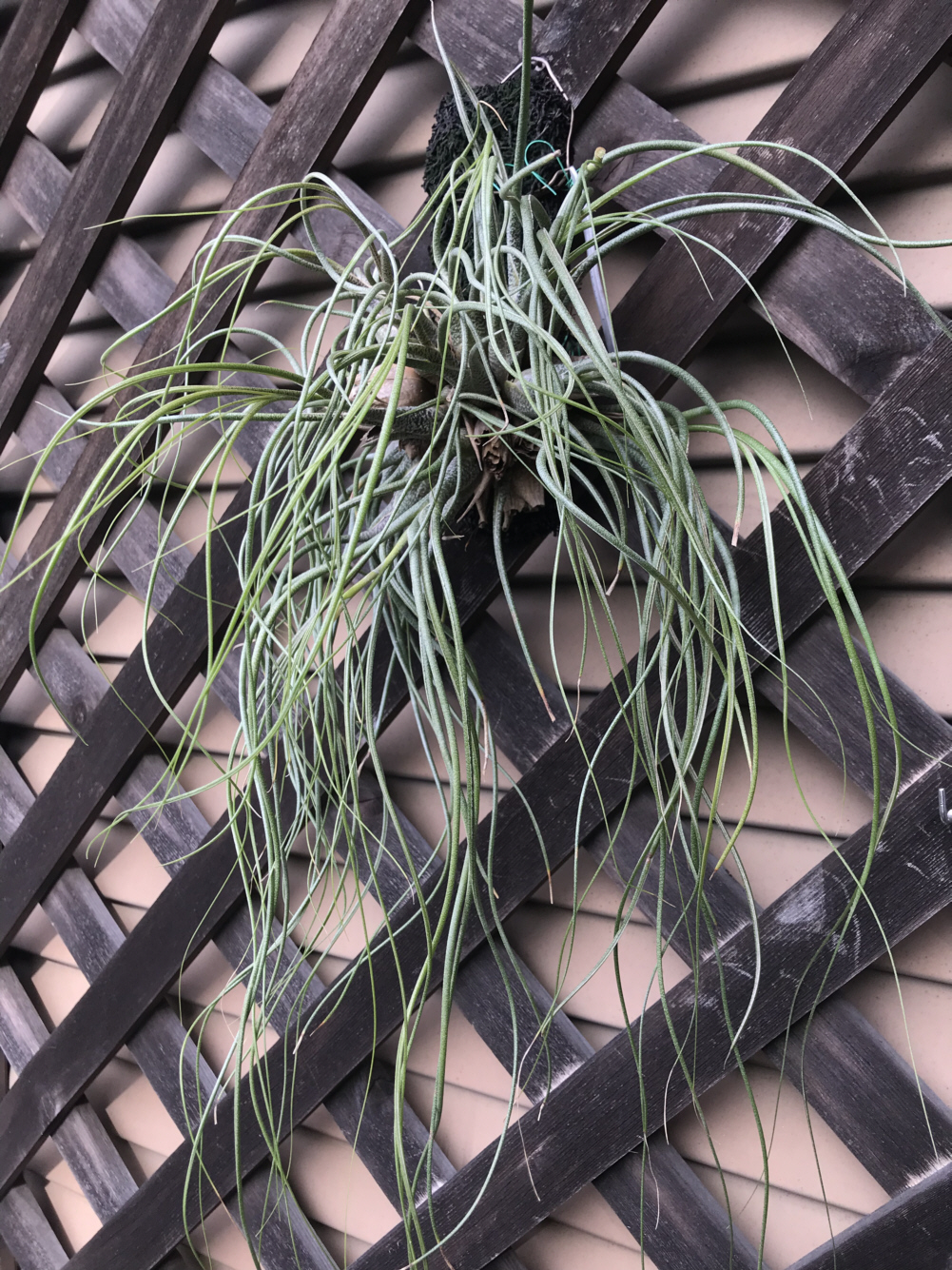 壷型・やや壷型のチランジア／ぱんさのマイナー植物園