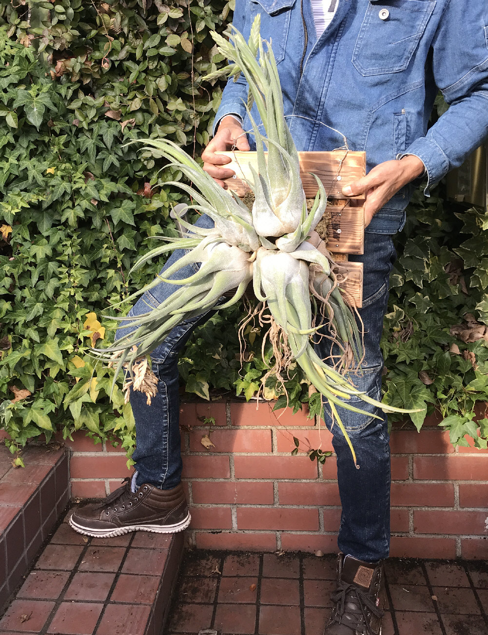 壷型・やや壷型のチランジア／ぱんさのマイナー植物園