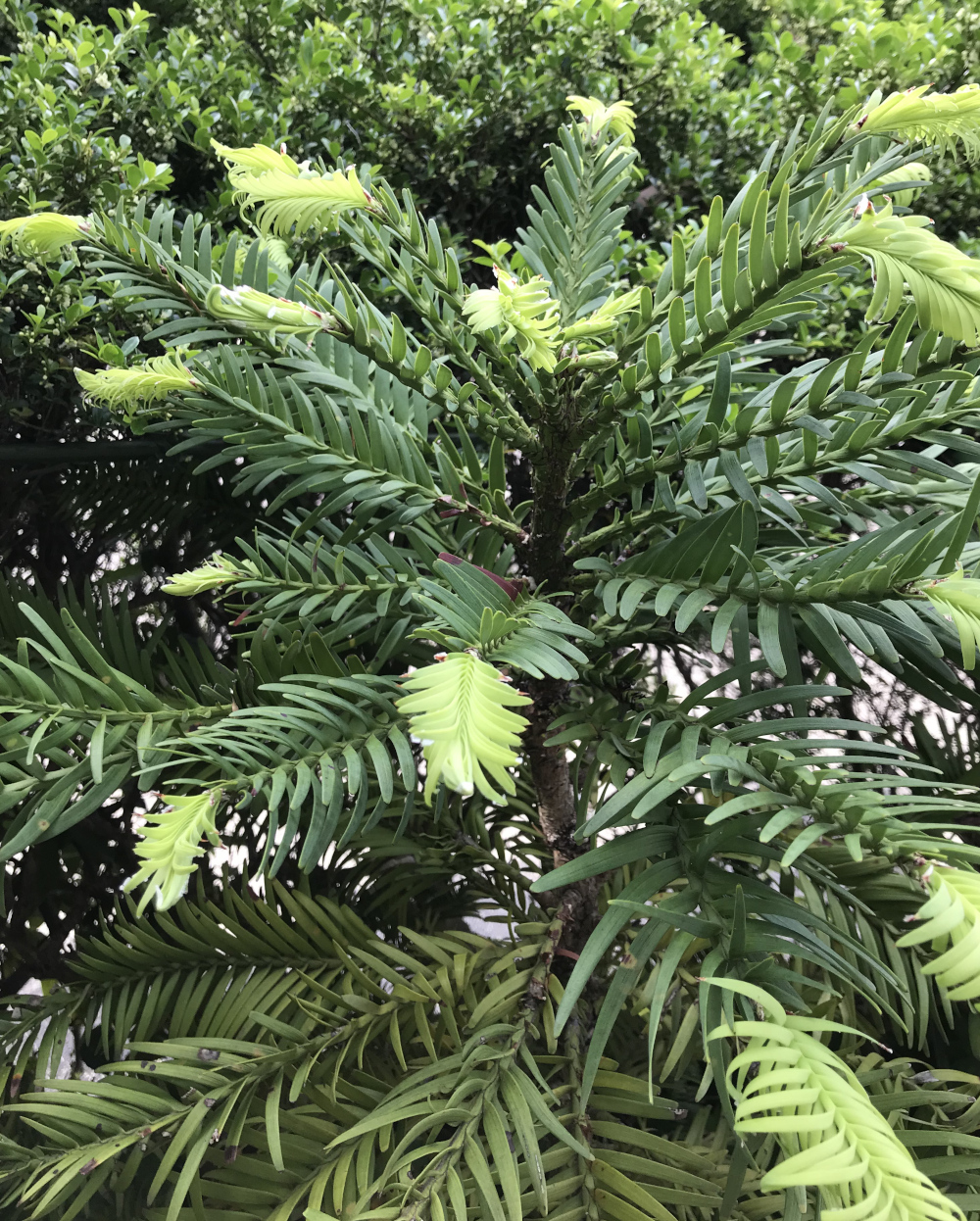 成長の記録2021／ウォレマイパイン（Wollemia nobilis