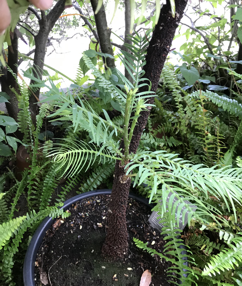 成長の記録2021／ウォレマイパイン（Wollemia nobilis、ウォレマイ